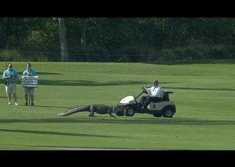 Jacaré perneta e sua gangue invadem torneio de golfe nos EUA